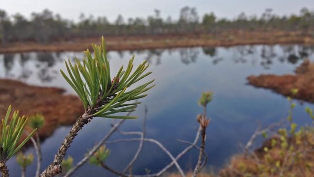 Small lake in Kemeri swamps. Jurmala, Latvia