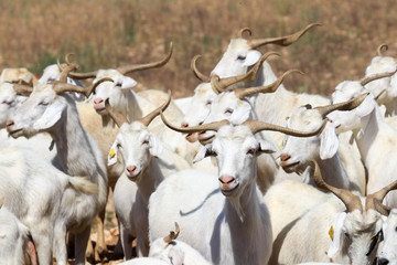 Breeding goats in a farm.