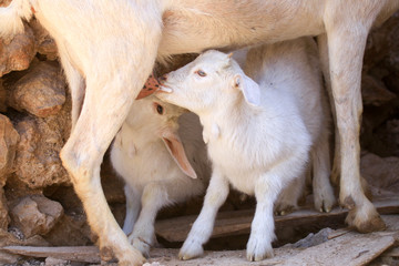Breeding goats in a farm.