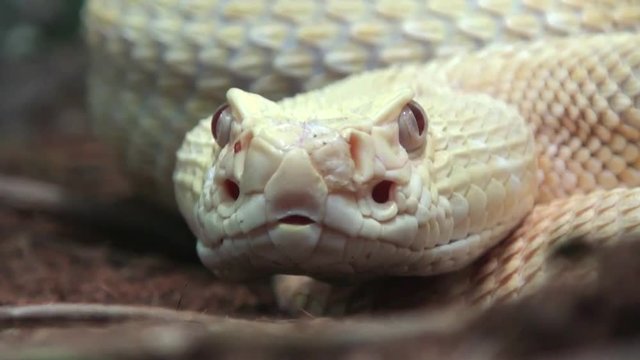 Rattlesnake moving tail, close up video