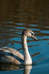 white swans on an autumn lake on a sunny day