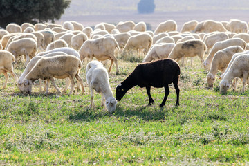 Breeding of sheep in a farm.
