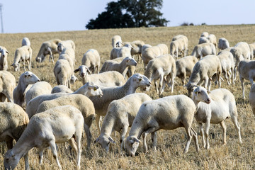 Fototapeta premium Breeding of sheep in a farm.