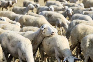 Breeding of sheep in a farm.