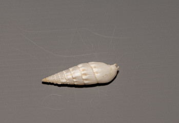 various shells © edwin