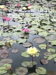 Water lilies