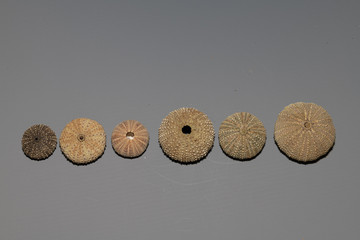 various shells