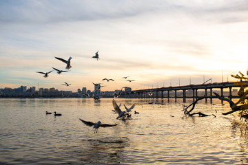 A flock of seagulls on the banks of the city river.