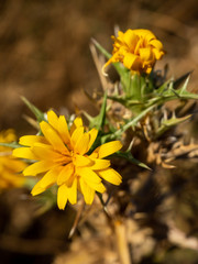 Thistle with yellow flowers, in a field in late spring