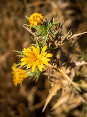 Thistle with yellow flowers, in a field in late spring