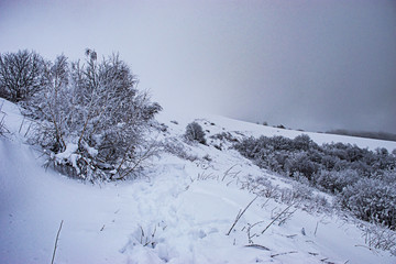 winter mountain landscape with snowy trees and snow