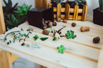 Planting succulents in a black pot.
