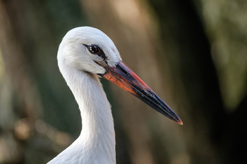 Closeup portrait of a young white stork