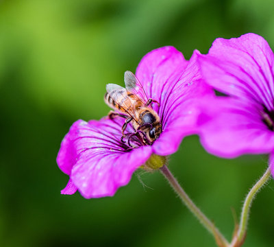 macrophotography of a purple flower with a striped bee sucking honey