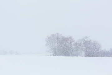 Fototapeta na wymiar Winter landscape. Trees without foliage in a field covered with snow