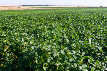 Soy plantation, for human consumption.