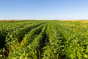 Soy plantation, for human consumption.