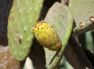  Opuntia ficus-indica (prickly pear) cactus fruit