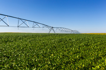 Soy plantation, for human consumption.