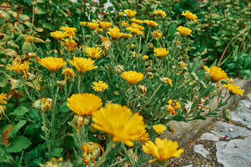 Obraz premium Yellow flowers of spring pheasant's eye (Adonis vernalis). General view of group of flowering plants on flowerbed