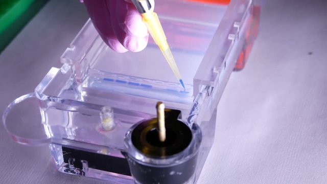 The application of DNA mixed with the application buffer into the agarose gel with an automatic pipette