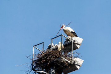 A group of storks make their nests