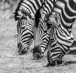Fototapeta na wymiar zebras in Etosha national park, Namibia in Africa