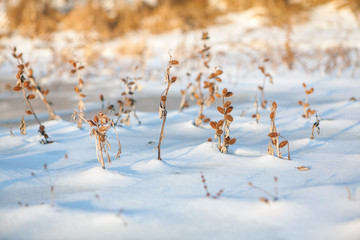 thorns plants in the snow