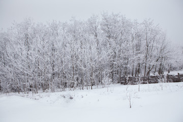 trees with hoarfrost in the snowy winter 
