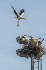 A group of storks make their nests