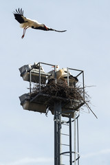 A group of storks make their nests