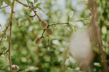 Amandes dans l'amandier