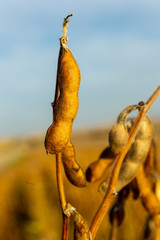 Soy plantation, for human consumption.
