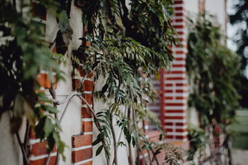 Entre brique et végétation