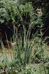 Balade dans la nature