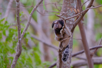 Black Tufted Marmoset, Callithrix Penicillata, sitting on a branch in the trees at Poco Encantado, Chapada Diamantina, Bahia, Brazil