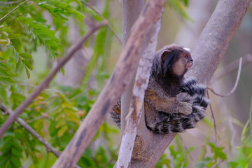 Black Tufted Marmoset, Callithrix Penicillata, sitting on a branch in the trees at Poco Encantado, Chapada Diamantina, Bahia, Brazil