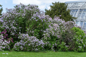 Großartiger Flieder