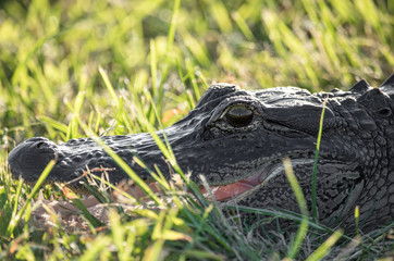 american alligator closeup from the wetlands