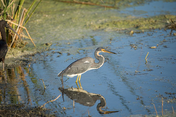 tri colored heron has spotted something