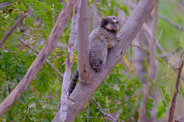 Black Tufted Marmoset, Callithrix Penicillata, sitting on a branch in the trees at Poco Encantado, Chapada Diamantina, Bahia, Brazil