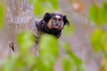 Black Tufted Marmoset, Callithrix Penicillata, sitting on a branch in the trees at Poco Encantado, Chapada Diamantina, Bahia, Brazil