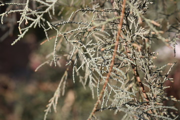 Dry branches