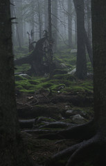Fototapeta na wymiar Macabre pine foggy forest in Carpathians mountains. Dusk. Ukraine.