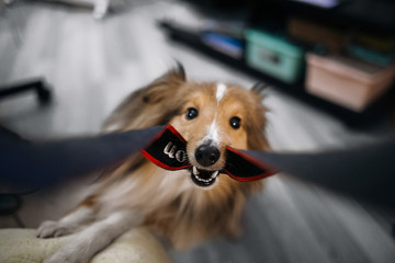 Sheltie shetland sheepdog tug bell at home. Dog is played with owner, point of view