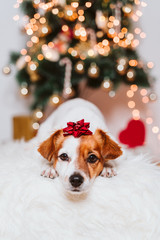 cute jack russell dog at home by the christmas tree