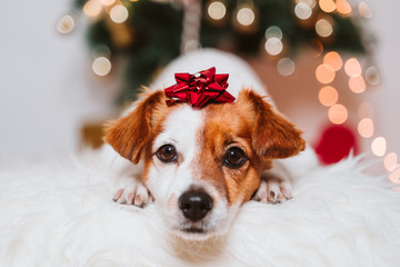 cute jack russell dog at home by the christmas tree - Powered by Adobe