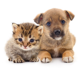 Baby puppy and kitten.