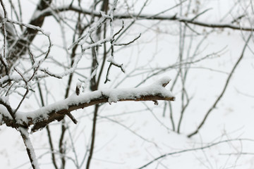 tree branches covered with snow during a blizzard
