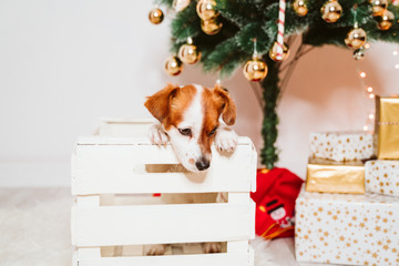 cute jack russell dog into a box at home by the christmas tree